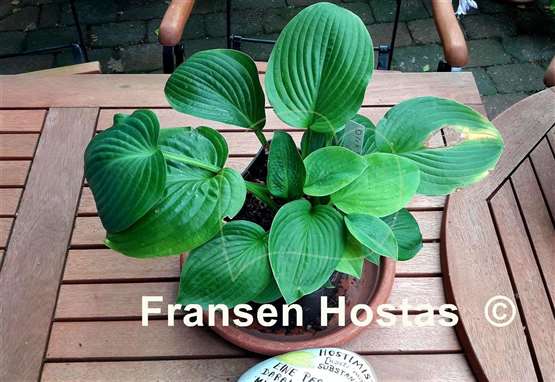 Hosta Dick's Green Carpet